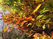 Alla Madonnina del Costone (1195 m) in veste autunnale da Salmezza-21ott24 - FOTOGALLERY